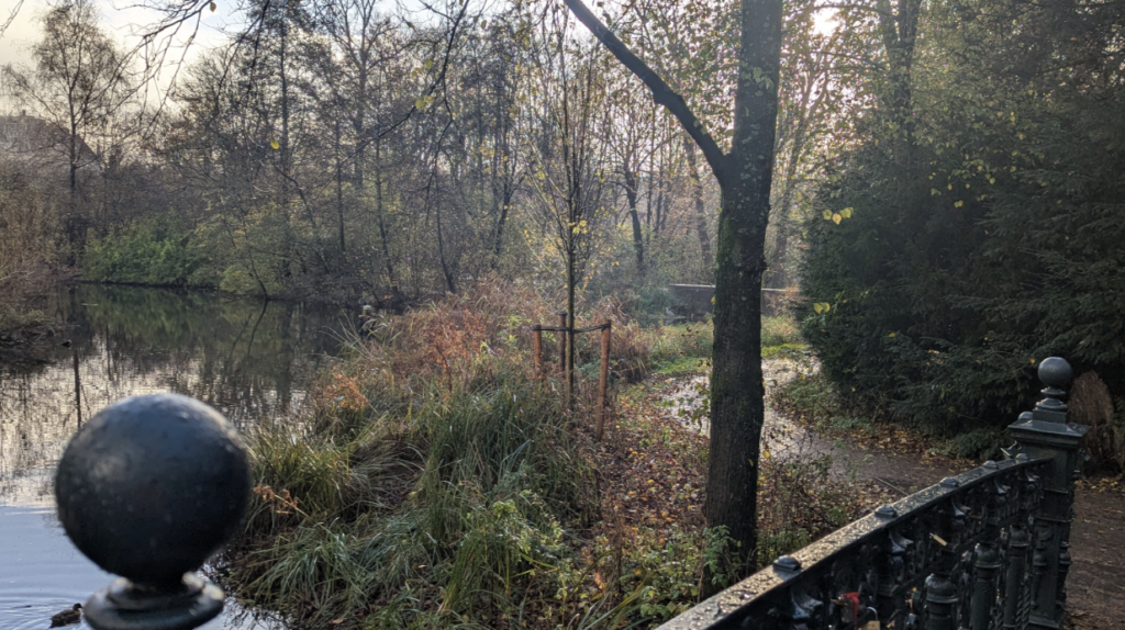 Photograph of wildflowers and reeds next to a pond, in a park in Amsterdam